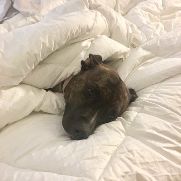 Meet your Posher, Holly - Picture 7 of 7